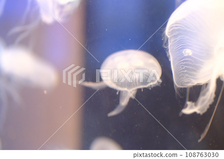 Jellyfish material swimming in the aquarium 108763030