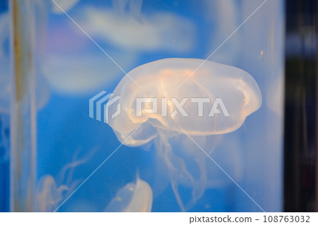 水族箱裡游泳的水母材料 108763032