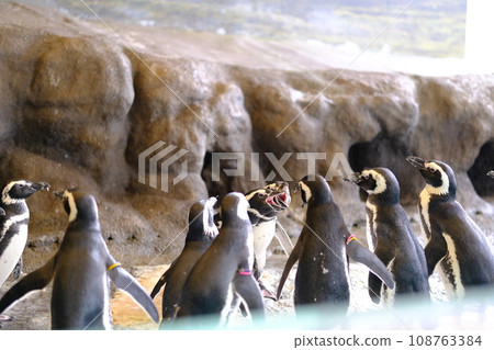 水族箱裡的企鵝素材 水族箱裡的企鵝素材 108763384