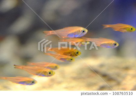 Material of fish swimming in the aquarium 108763510