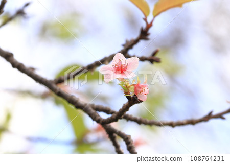 October cherry blossoms in full bloom October cherry blossoms in full bloom 108764231