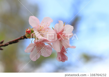 October cherry blossoms in full bloom October cherry blossoms in full bloom 108764232