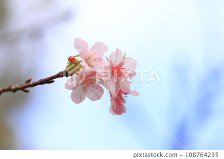 十月櫻花盛開 108764235