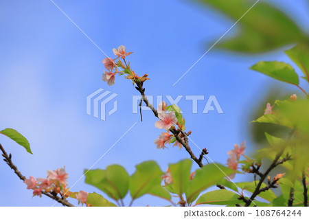 十月櫻花盛開 108764244