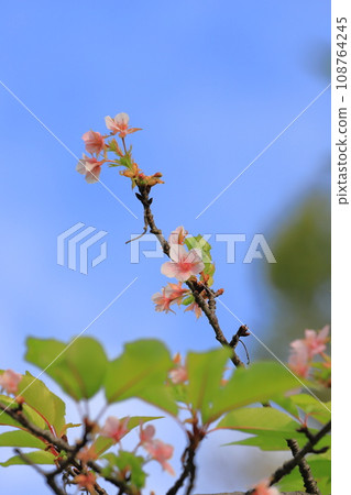 十月櫻花盛開 十月櫻花盛開 108764245