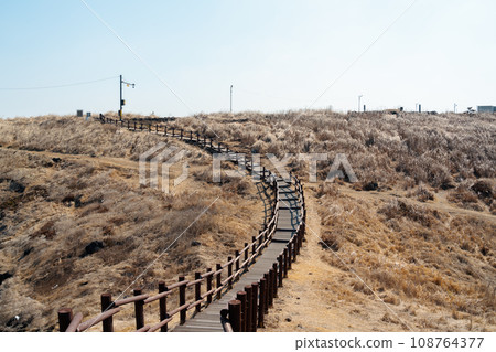 Dakmeor reed field wooden deck road, olle trail in Jeju island, Korea Dakmeor reed field wooden deck road, olle trail in Jeju island, Korea 108764377