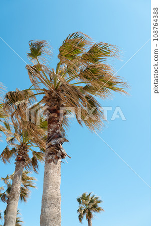 Hamdeok Beach palm tree in Jeju island, Korea Hamdeok Beach palm tree in Jeju island, Korea 108764388