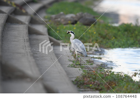 Heron Ashio River Heron Ashio River 108764448