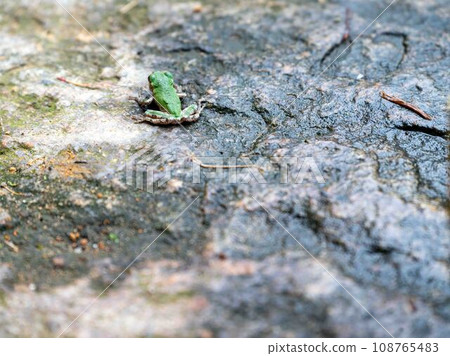 Juvenile American Toad on textured rock high angle view camouflage Juvenile American Toad on textured rock high angle view camouflage 108765483