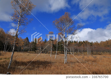 Scenery of autumn leaves on Mt. Nyukasa in autumn (Nyukasa Wetland / October 2023) 108765700
