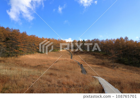 入山山的秋天紅葉景色(入山濕地/2023年10月) 入山山的秋天紅葉景色(入山濕地/2023年10月) 108765701