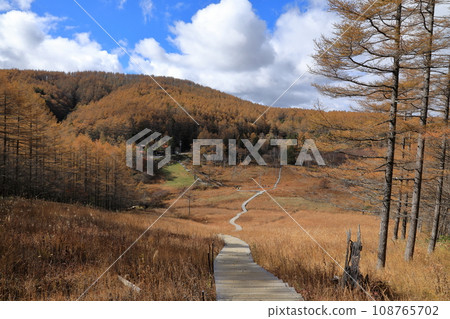 入山山的秋天紅葉景色(入山濕地/2023年10月) 入山山的秋天紅葉景色(入山濕地/2023年10月) 108765702