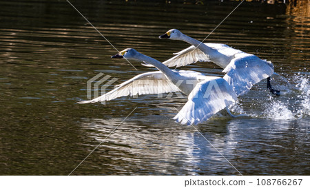 swan gliding swan gliding 108766267