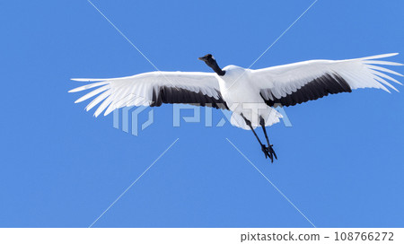 Crane flying Crane flying 108766272