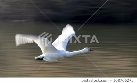 Swans flying over the water 108766273