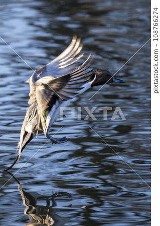 duck spreading its wings 108766274