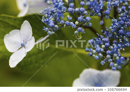 Landscape of white hydrangeas and water drops 108766694