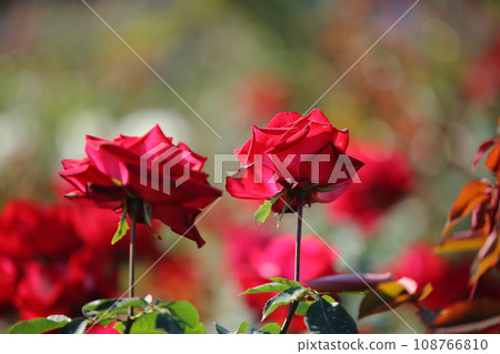 荒尾市少女公民花壇玫瑰花, 荒尾市少女公民花壇玫瑰花, 108766810