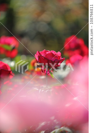 荒尾市少女公民花壇玫瑰花， 108766811