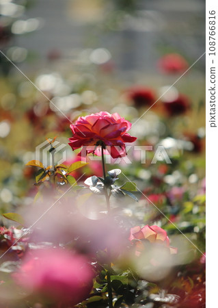 Arao City Ominous Citizen Flower Bed Rose Flower, Arao City Ominous Citizen Flower Bed Rose Flower, 108766816