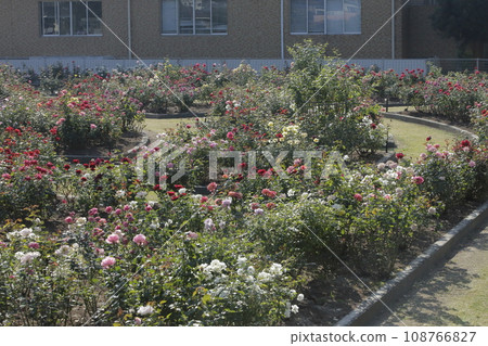 荒尾市少女公民花壇玫瑰花， 108766827