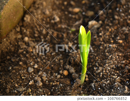 大蒜芽 大蒜芽 108766852