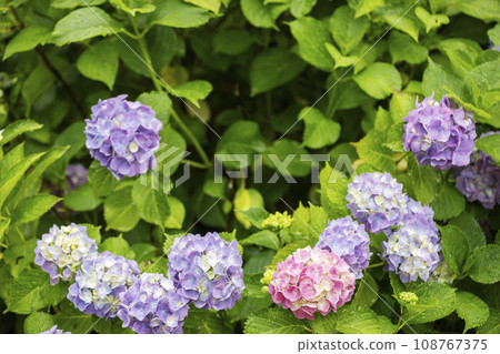 真正的繡球花的色彩繽紛的風景 108767375