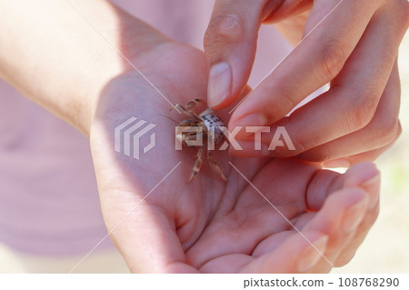 手掌上的寄居蟹 手掌上的寄居蟹 108768290