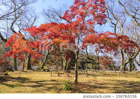 Takato Castle Ruins Autumn Foliage Festival 108768336