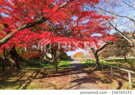 高遠城跡紅葉節 108768341