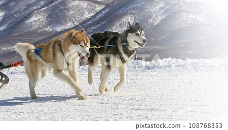 Sled dogs team running in the snow on Kamchatka on soft sunlight 108768353