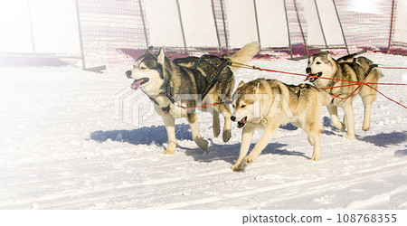Sled dogs team running in the snow on Kamchatka on soft sunlight 108768355