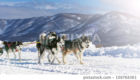 Sled dog race on snow in winter on Kamchatka on soft sunlight 108768361