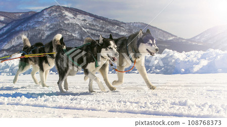 Sled dog race on snow in winter on Kamchatka on soft sunlight Sled dog race on snow in winter on Kamchatka on soft sunlight 108768373