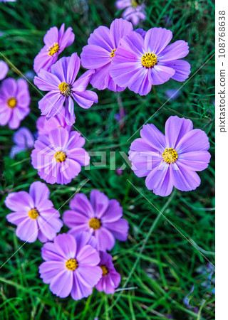 Beautiful cosmos blooming scenery swaying in the autumn breeze Beautiful cosmos blooming scenery swaying in the autumn breeze 108768638