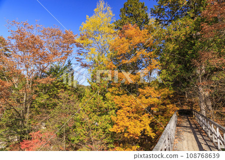 Akasawa Recreational Forest, the best time to see autumn leaves Akasawa Recreational Forest, the best time to see autumn leaves 108768639