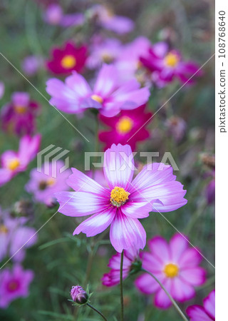 Beautiful cosmos blooming scenery swaying in the autumn breeze Beautiful cosmos blooming scenery swaying in the autumn breeze 108768640