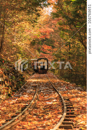 赤澤自然休養林，賞紅葉的最佳時期 108768651