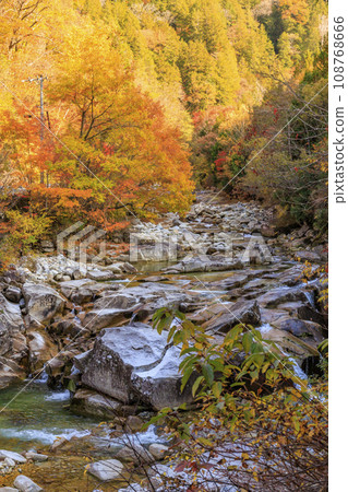 Akasawa Recreational Forest, the best time to see autumn leaves Akasawa Recreational Forest, the best time to see autumn leaves 108768666