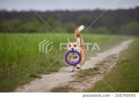 Adorable Happy Welsh Corgi Pembroke dog playing with puller in the spring field 108768695