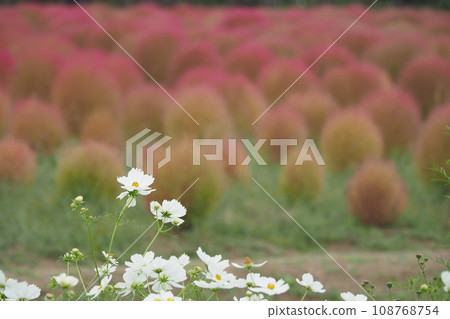 white cosmos and red kochia white cosmos and red kochia 108768754