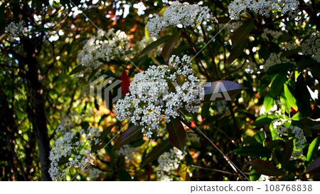 Benikaname flower Benikaname flower 108768838