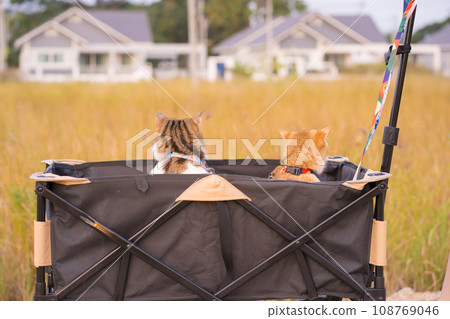 people activity with british and scottish cat sit in cart for outdoor travel 108769046