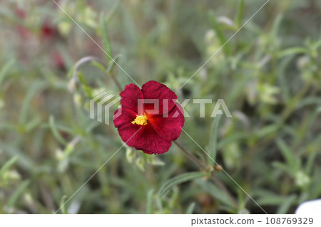 Rockrose Red Orient 108769329