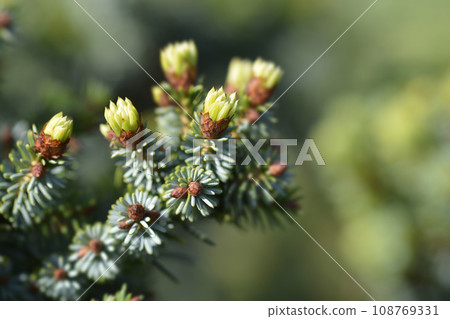 Serbian spruce Beskid Serbian spruce Beskid 108769331