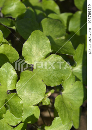 Liverwort 108769339