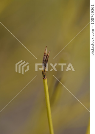 Red osier Dogwood Flaviramea 108769361