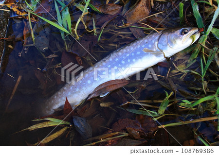 Amemasu 雨鱒魚 約40cm 紅點鮭 北海道 北海道東部 山間溪流 Amemasu 雨鱒魚 約40cm 紅點鮭 北海道 北海道東部 山間溪流 108769386