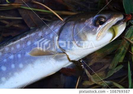 Amemasu 雨鱒魚 約40cm 紅點鮭 北海道 北海道東部 山間溪流 Amemasu 雨鱒魚 約40cm 紅點鮭 北海道 北海道東部 山間溪流 108769387
