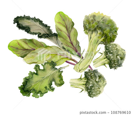 Hand drawn watercolor broccoli vegetable, diet and healthy lifestyle, green salad vegan cooking. Illustration composition isolated on white background. Design for poster, print, website, card, menu 108769610